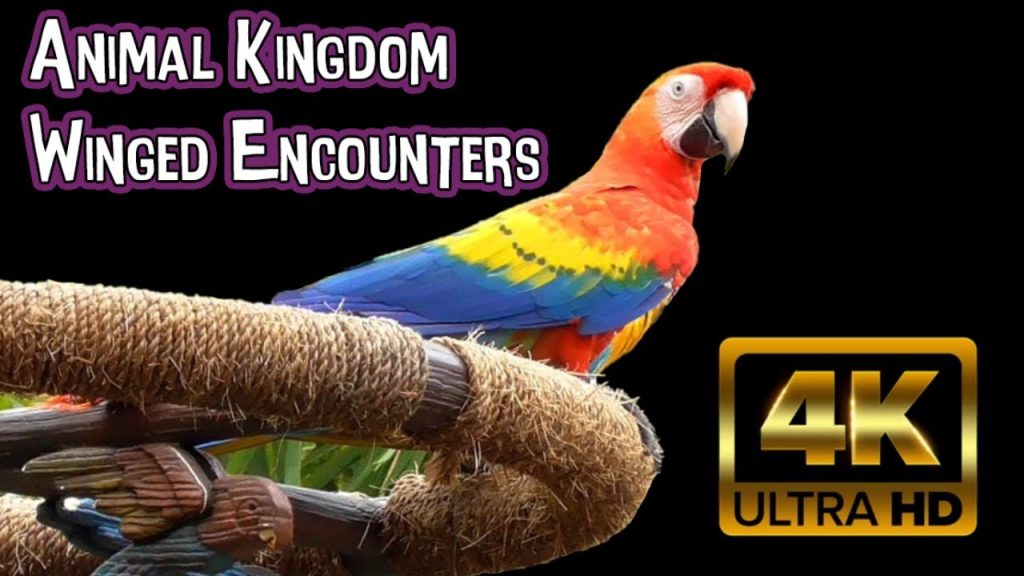 Animal Encounters: Winged Encounters – The Kingdom Takes Flight | 4K POV Full Show | Animal Kingdom