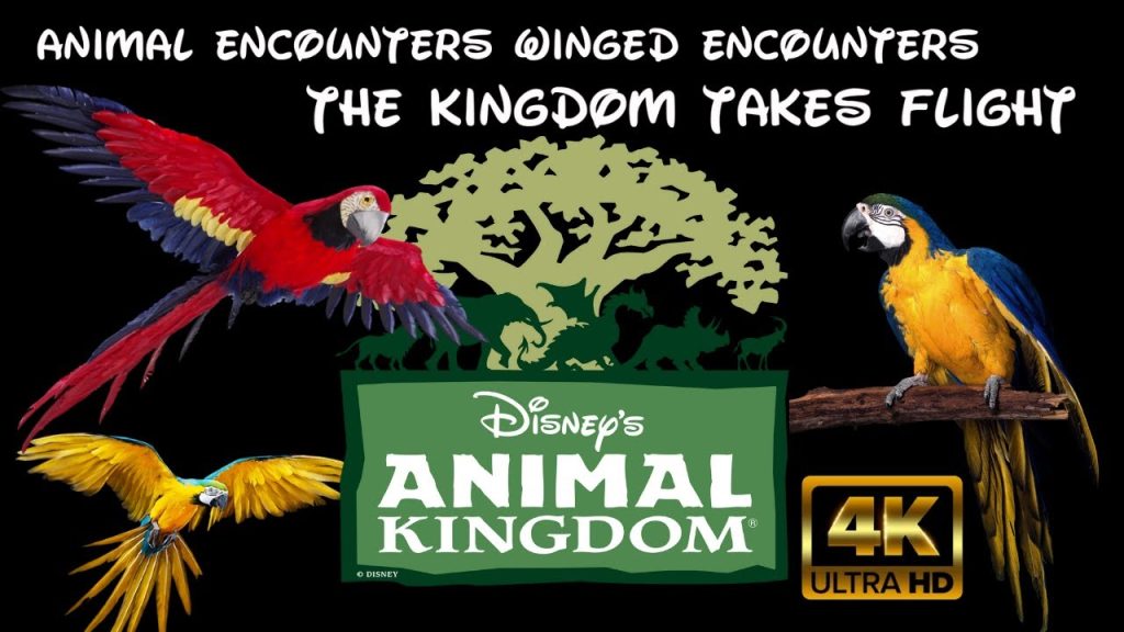Animal Encounters: Winged Encounters  The Kingdom Takes Flight – Full Show – 4K POV:Animal Kingdom